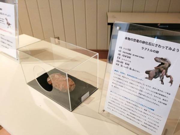 大阪・ハーベストの丘に8mのティラノサウルスが出現！博物館級の標本や触れる化石の展示も楽しめる「恐竜アドベンチャーフォレスト」が8月28(日)まで開催中