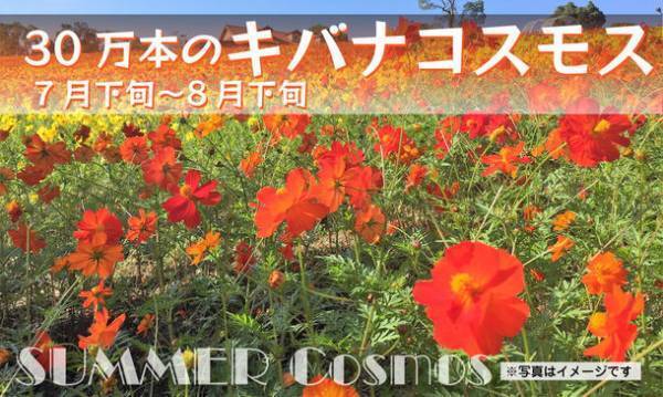 大阪・堺市で風に揺れる9万本の小さな太陽「ひまわりサマーフェスタ」が7月21日から開催