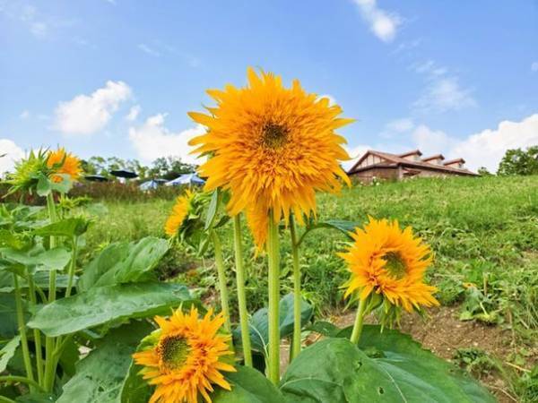 大阪・堺市で風に揺れる9万本の小さな太陽「ひまわりサマーフェスタ」が7月21日から開催