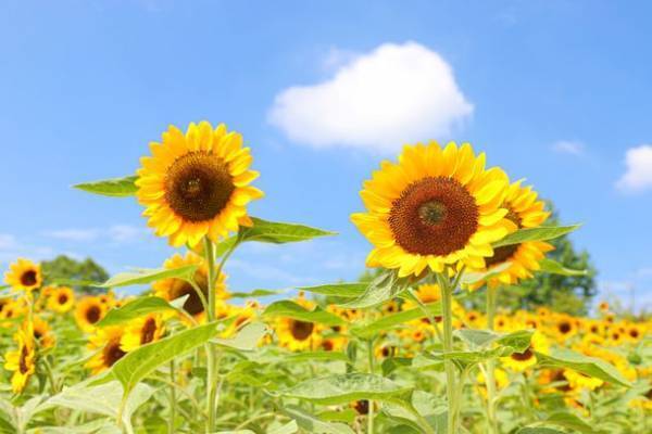 大阪・堺市で風に揺れる9万本の小さな太陽「ひまわりサマーフェスタ」が7月21日から開催
