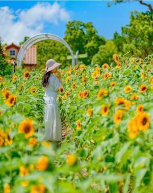 大阪・堺市で風に揺れる9万本の小さな太陽「ひまわりサマーフェスタ」が7月21日から開催