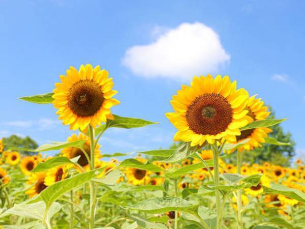 大阪・堺市で風に揺れる9万本の小さな太陽「ひまわりサマーフェスタ」が7月21日から開催