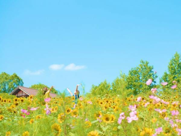 大阪・堺市で風に揺れる9万本の小さな太陽「ひまわりサマーフェスタ」が7月21日から開催