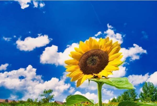 大阪・堺市で風に揺れる9万本の小さな太陽「ひまわりサマーフェスタ」が7月21日から開催