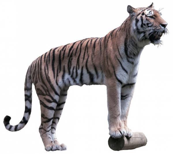 第43回夏休み塩の学習室「動物にきこう！塩のひみつ2022」たばこと塩の博物館(東京・墨田区)で2022年7月21日(木)～8月28日(日)開催！