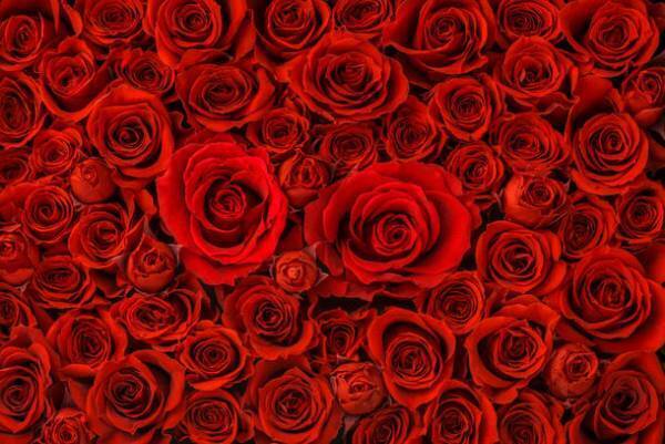 108本のバラでのプロポーズ・女性の本音をアンケート調査！108本の意味や重さ・保存方法を解説。半数以上は枯れることへの心配や保存方法に不安が