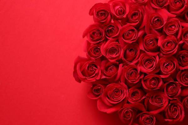 108本のバラでのプロポーズ・女性の本音をアンケート調査！108本の意味や重さ・保存方法を解説。半数以上は枯れることへの心配や保存方法に不安が