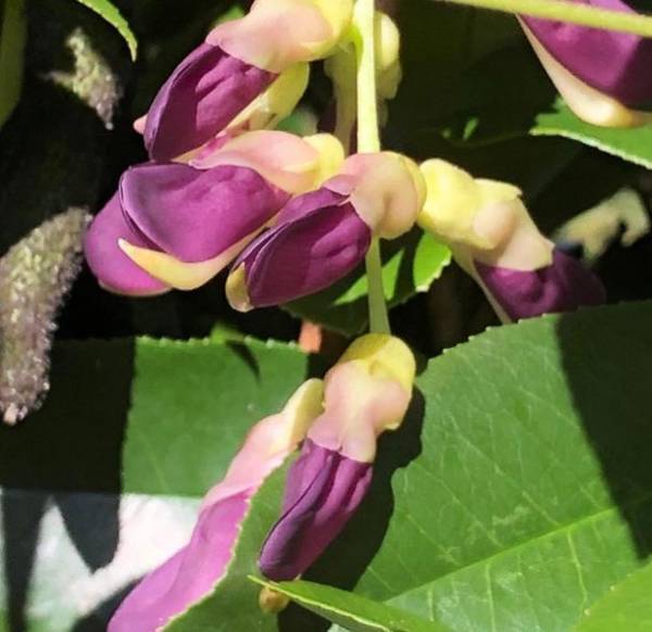 健康食として注目されている“ムクナ豆”を使用した「むくなの塩」が8月15日(月)発売　「むくな豆コーヒー・むくな豆茶」を販売する絆工場の新商品