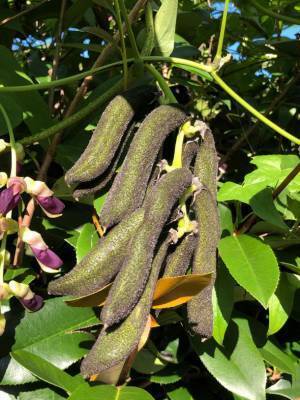 健康食として注目されている“ムクナ豆”を使用した「むくなの塩」が8月15日(月)発売　「むくな豆コーヒー・むくな豆茶」を販売する絆工場の新商品