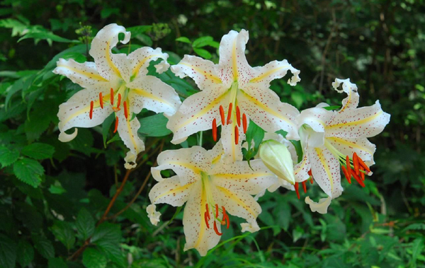 六甲高山植物園カサブランカのもとになった日本固有種ユリの女王 ヤマユリが見頃です！