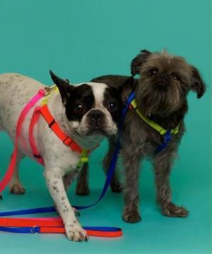 「PICCIN」がNYブルックリン発のドッググッズブランド「WARE OF THE DOG」の取り扱いを7月10日(日)に開始