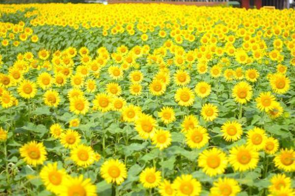 太陽を向く街へようこそ！『ゆめぼくひまわりタウン』　7月28日(木)より開催決定