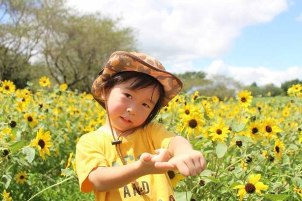 太陽を向く街へようこそ！『ゆめぼくひまわりタウン』　7月28日(木)より開催決定