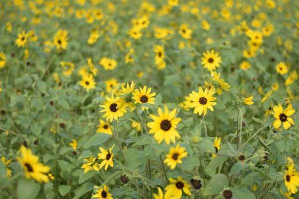 太陽を向く街へようこそ！『ゆめぼくひまわりタウン』　7月28日(木)より開催決定