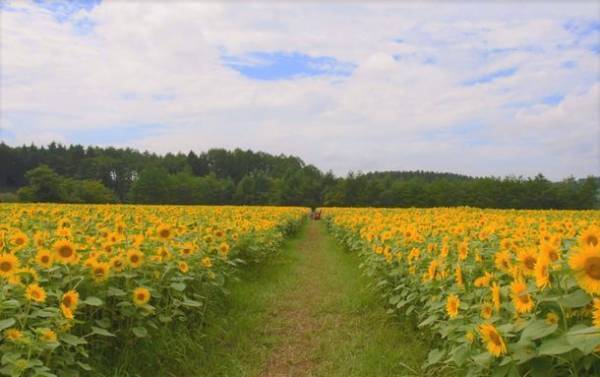 山の楽校で「そばとひまわりの花見週間」が3年ぶりに開催　8月27日～9月4日までひまわりとそばの花の絶景が楽しめる！