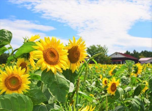 山の楽校で「そばとひまわりの花見週間」が3年ぶりに開催　8月27日～9月4日までひまわりとそばの花の絶景が楽しめる！
