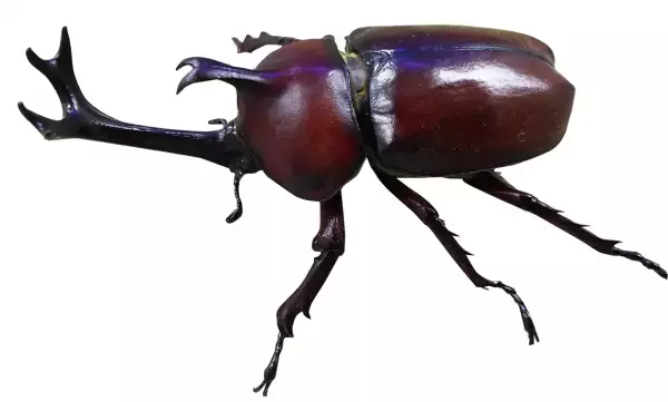 あべのハルカス近鉄本店の夏休みイベントワークショップや昆虫展など夏の思い出作りをお手伝いします