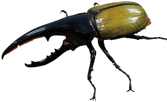 あべのハルカス近鉄本店の夏休みイベントワークショップや昆虫展など夏の思い出作りをお手伝いします