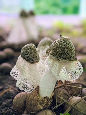 ハルカ社が「有機キクラゲチップス」等を開発！7月27日～29日に東京ビッグサイト「第1回サステナブルフードEXPO」に出展！