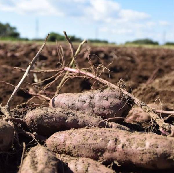 アトレでお買物して、茨城の秋を体験しよう！『アトレのはたけ』いもほり体験＆「星野リゾート　BEB5土浦」1泊ツアーにご招待！