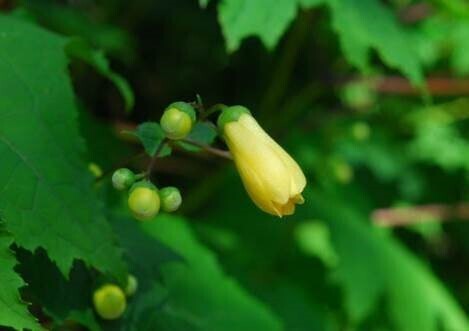 六甲高山植物園 約3,000株日本一の大群落小説「天涯の花」で知られるキレンゲショウマが見頃です！