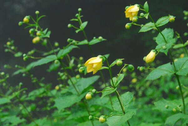 六甲高山植物園 約3,000株日本一の大群落小説「天涯の花」で知られるキレンゲショウマが見頃です！