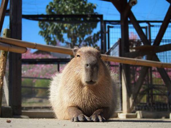 大好きなスイカにかぶりつくカピバラを眺めて癒されよう！堺・緑のミュージアム　ハーベストの丘にて「カピバラスイカパーティー」7/31・8/7・8/21開催！