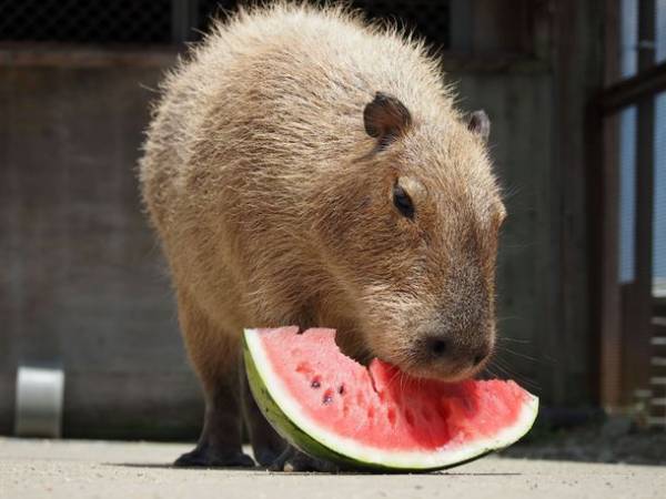 大好きなスイカにかぶりつくカピバラを眺めて癒されよう！堺・緑のミュージアム　ハーベストの丘にて「カピバラスイカパーティー」7/31・8/7・8/21開催！