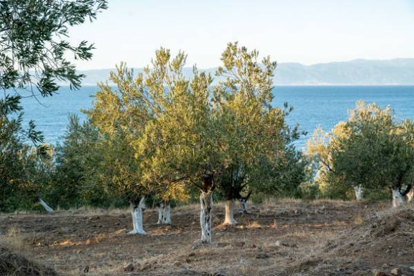 【トルコ共和国大使館・文化広報参事官室】トルコで栽培されているオリーブ、ピーチ　トルコの物産を地理的表示産品としての登録を推進