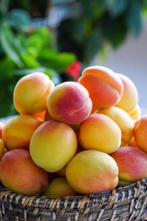 【トルコ共和国大使館・文化広報参事官室】トルコで栽培されているオリーブ、ピーチ　トルコの物産を地理的表示産品としての登録を推進