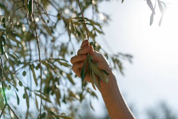 【トルコ共和国大使館・文化広報参事官室】トルコで栽培されているオリーブ、ピーチ　トルコの物産を地理的表示産品としての登録を推進