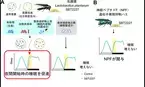名古屋大学との産学協同研究講座において乳酸菌 Lactobacillus plantarum SBT2227 が睡眠を促進することを確認学術雑誌「iScience」に掲載されました