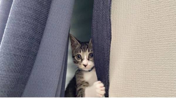 YouTubeチャンネル「やんちゃ猫リオンの成長日記」開設記念「リオンエコバッグ」のプレゼント企画を8/1より開始！