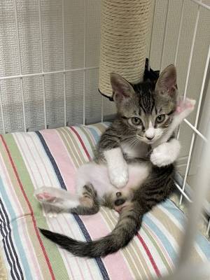 YouTubeチャンネル「やんちゃ猫リオンの成長日記」開設記念「リオンエコバッグ」のプレゼント企画を8/1より開始！