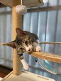 YouTubeチャンネル「やんちゃ猫リオンの成長日記」開設記念「リオンエコバッグ」のプレゼント企画を8/1より開始！
