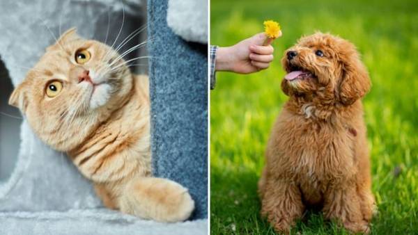 「一般社団法人どうぶつ予防医療協会」が犬猫の予防医療に対する意識・知識の向上と実践化を目指し、新たにホームページを開設