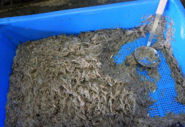 びわ湖の恵みクルーズ「沖島・ウロリ漁見学とビワマス」開催日：8月28日（日）