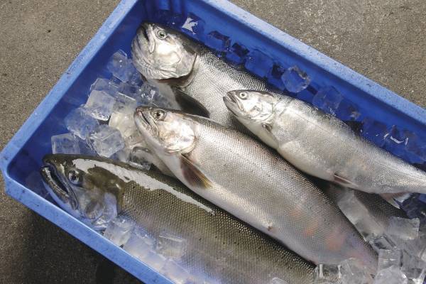 びわ湖の恵みクルーズ「沖島・ウロリ漁見学とビワマス」開催日：8月28日（日）