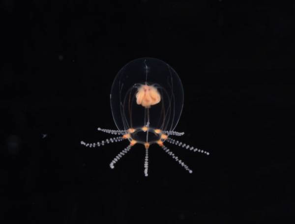 黒潮生物研究所・新江ノ島水族館・アクアワールド茨城県大洗水族館による共同研究　8月4日(木)より世界初展示！2022年6月に記載した新属新種「オトヒメクラゲ」の生体を公開