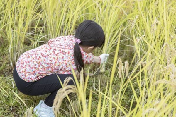 プロ登山家・竹内洋岳さんプロデュース！「未来につながる環境教室」参加者募集のお知らせ　～ 自然豊かな栃木県塩谷町にて稲刈り体験！9月24日開催 ～