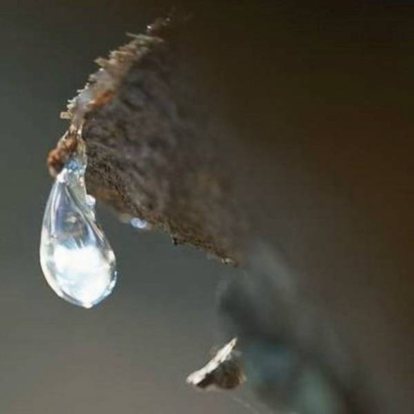 歯磨きで大切な愛犬の健康習慣をサポート　犬用オーラルケアブランド「ドッグハピネス」が公式サイト開設