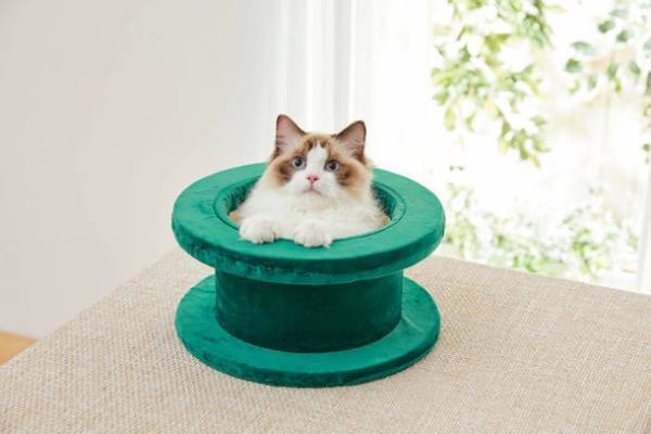 猫の本能を刺激する“土管型のキャットタワー”が8/18(木)発売　開発段階で反響多数！ひょっこり顔を出す姿はまるでゲームの世界