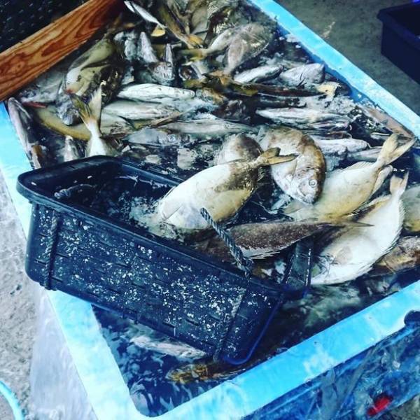 五島列島が抱える「未利用魚」を幼なじみの友人と協力して商品化　大阪から移住してきた釣り人がドッグフードで島おこし