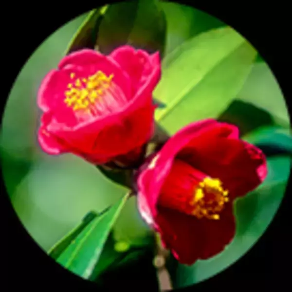 ＜美肌菌＞のための美容オイルNatures for『ボタニックセバムオイル』新発売