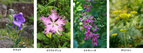 【六甲高山植物園】8月7日（日）は「立秋」オミナエシ、ハギ、ナデシコなど 秋の七草が開花！