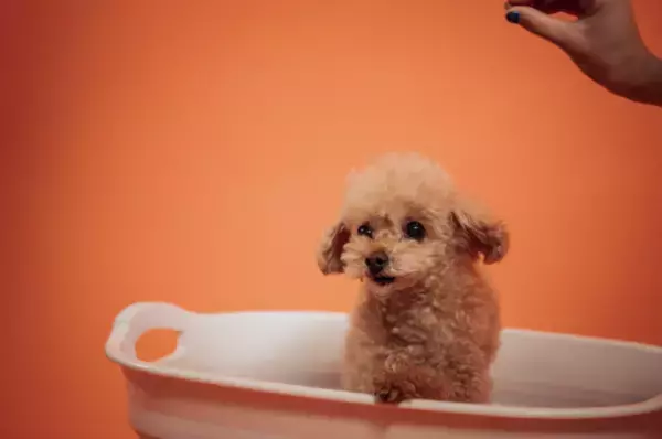 愛犬の肌トラブルをケアする入浴剤『hada fine』、8月8日よりAmazonギフト券がもらえるSNSキャンペーン実施！