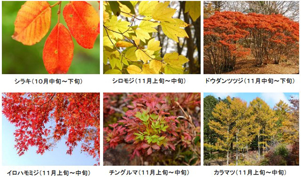 六甲高山植物園 市街地より一足早い秋の訪れ紅葉見頃 10月下旬～11月上旬ライトアップも開催決定！