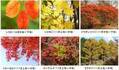 六甲高山植物園 市街地より一足早い秋の訪れ紅葉見頃 10月下旬～11月上旬ライトアップも開催決定！