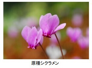 六甲高山植物園 市街地より一足早い秋の訪れ紅葉見頃 10月下旬～11月上旬ライトアップも開催決定！