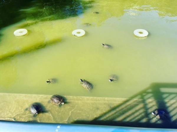 使い捨てカイロを再利用して水をきれいに！Go Green Group株式会社と桃山学院中学校・高等学校が協力する「桃山Go Green Project」が8月18日からスタート